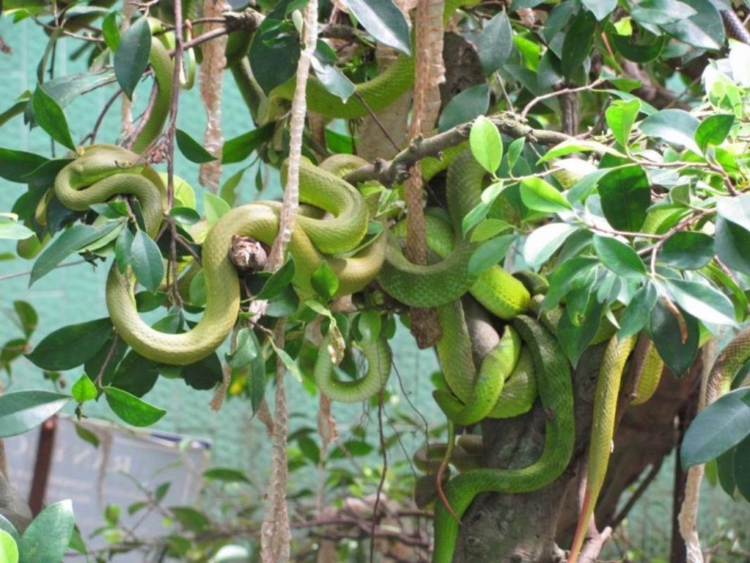 Photograph the scientific legacy of Tien Giang’s conservation