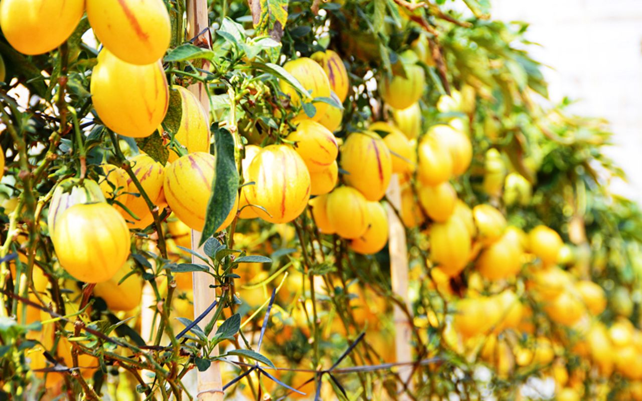 Capture the creamy essence of Da Lat’s tropical gem