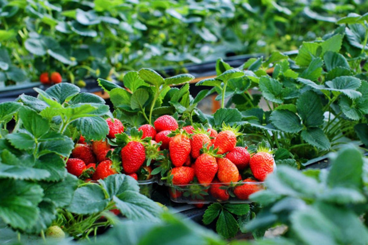 Photograph the fresh allure of Da Lat’s harvests