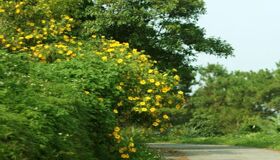 Dive into the vibrant foliage of Hanoi Travel