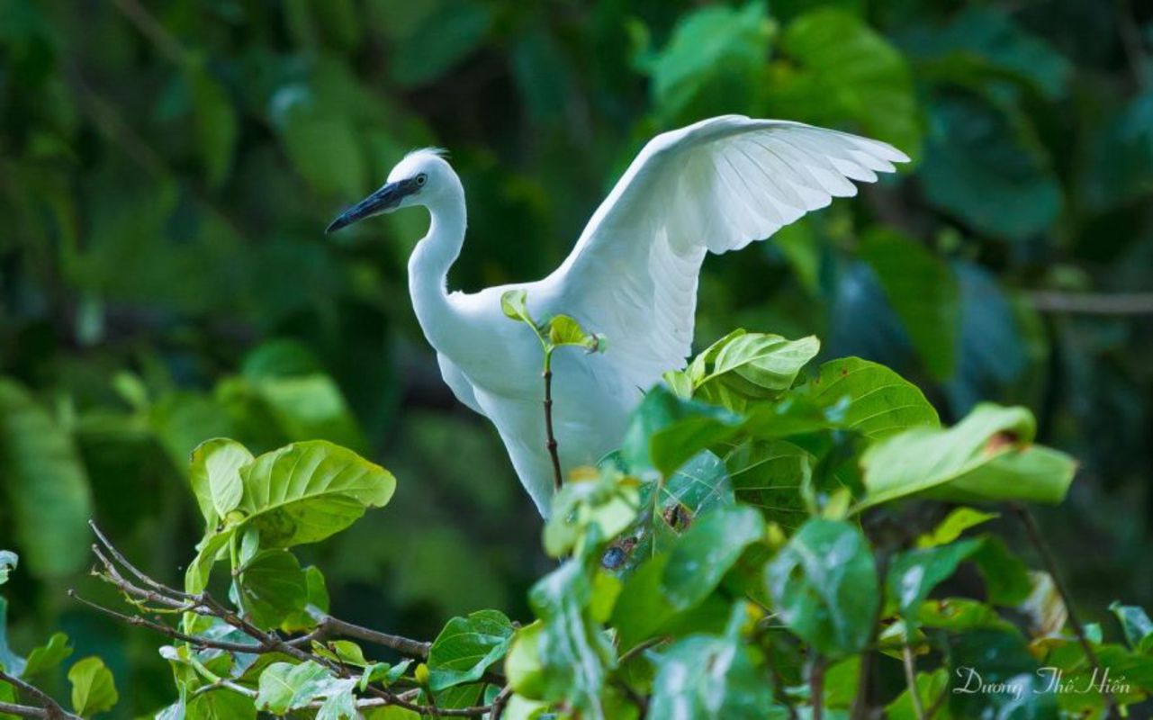 Vàm Hồ Bird Sanctuary