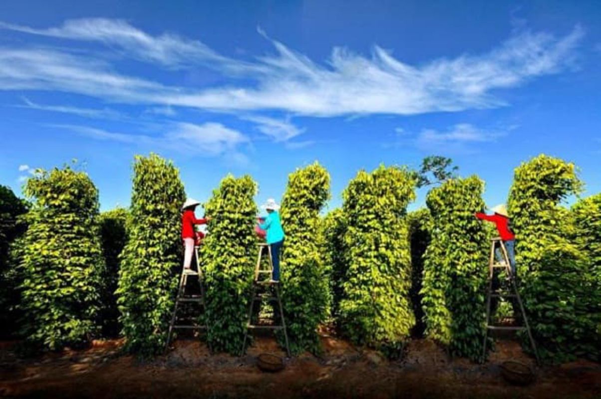 Pepper Garden