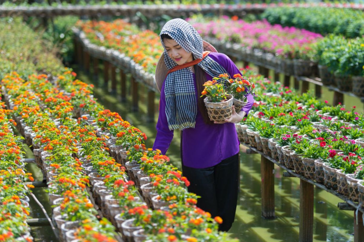 Tan Quy Dong Flower Village - Start your Dong Thap Travel with tranquil vistas