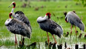 Capture the biodiverse essence of Dong Thap’s eco-gem