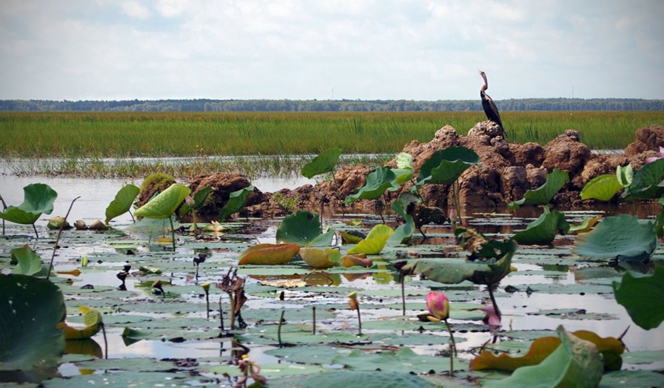 Dive into the serene charm of Dong Thap Travel