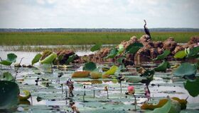 Dive into the serene charm of Dong Thap Travel