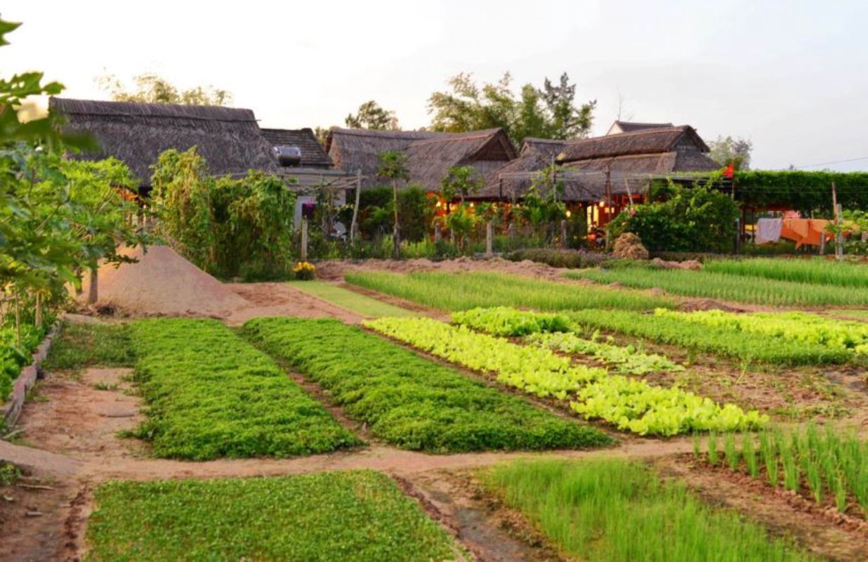 What to experience at Tra Que Herb Village?
