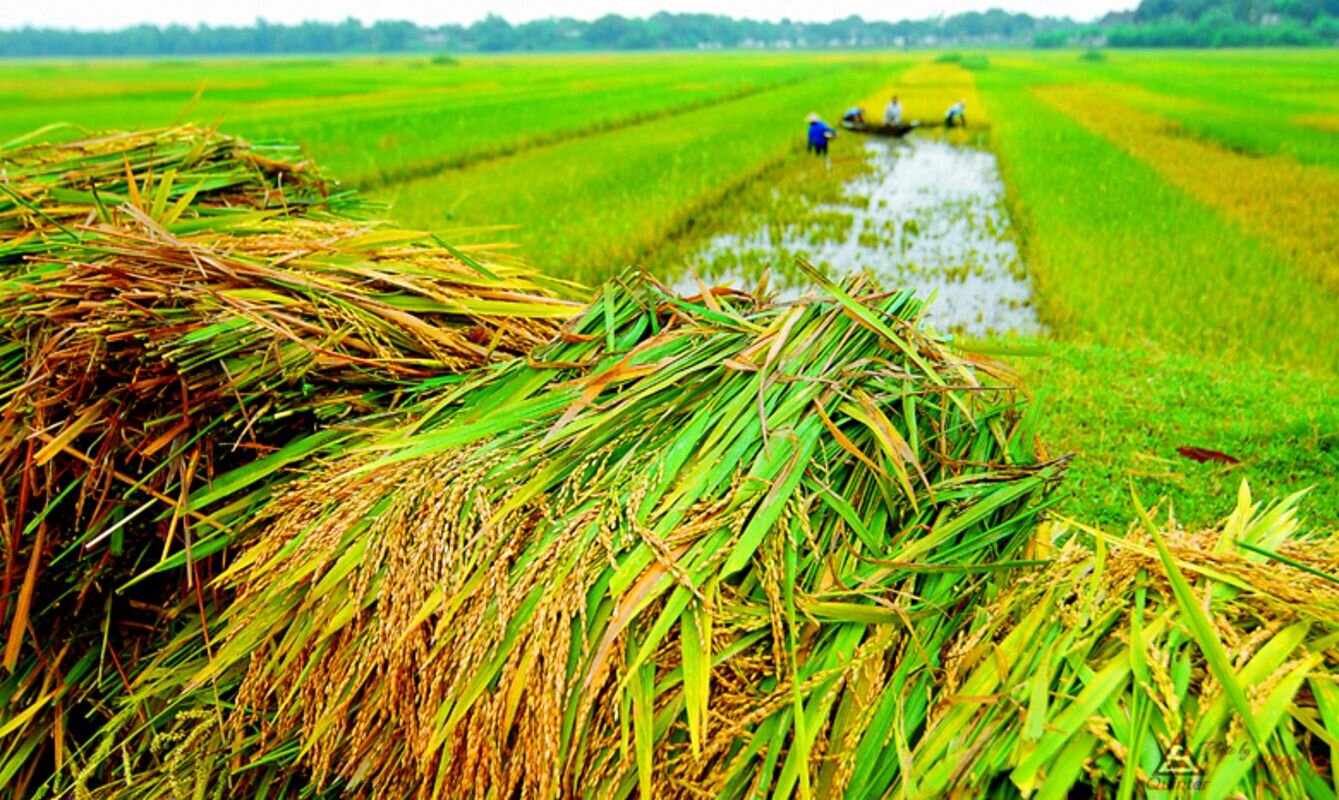 Capture the natural beauty of Thai Binh’s eco-gem