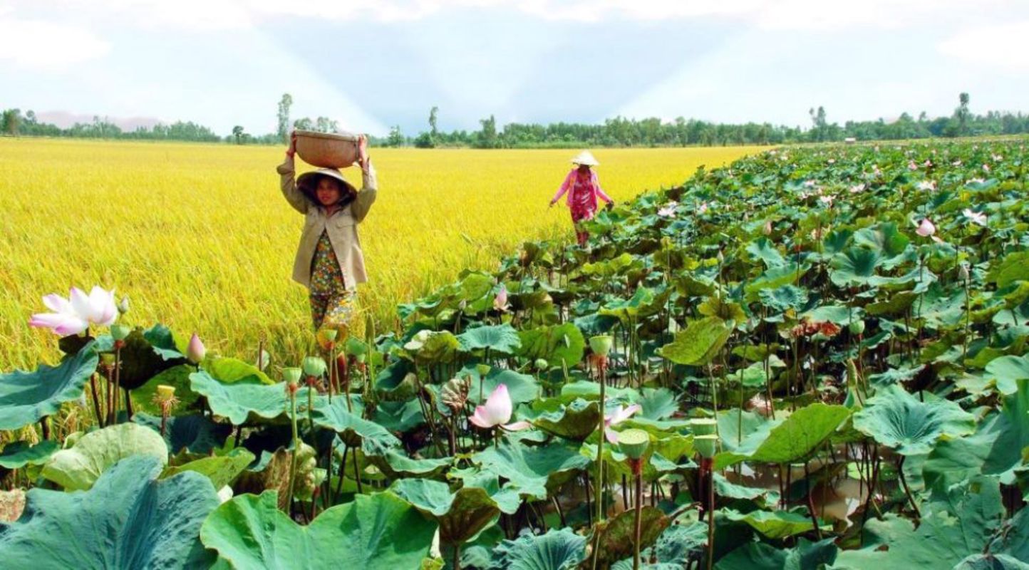 Start your Dong Thap Travel with tranquil vistas