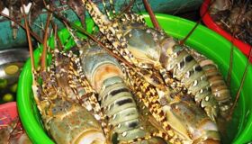 Dive into the local taste of Phu Quoc Travel