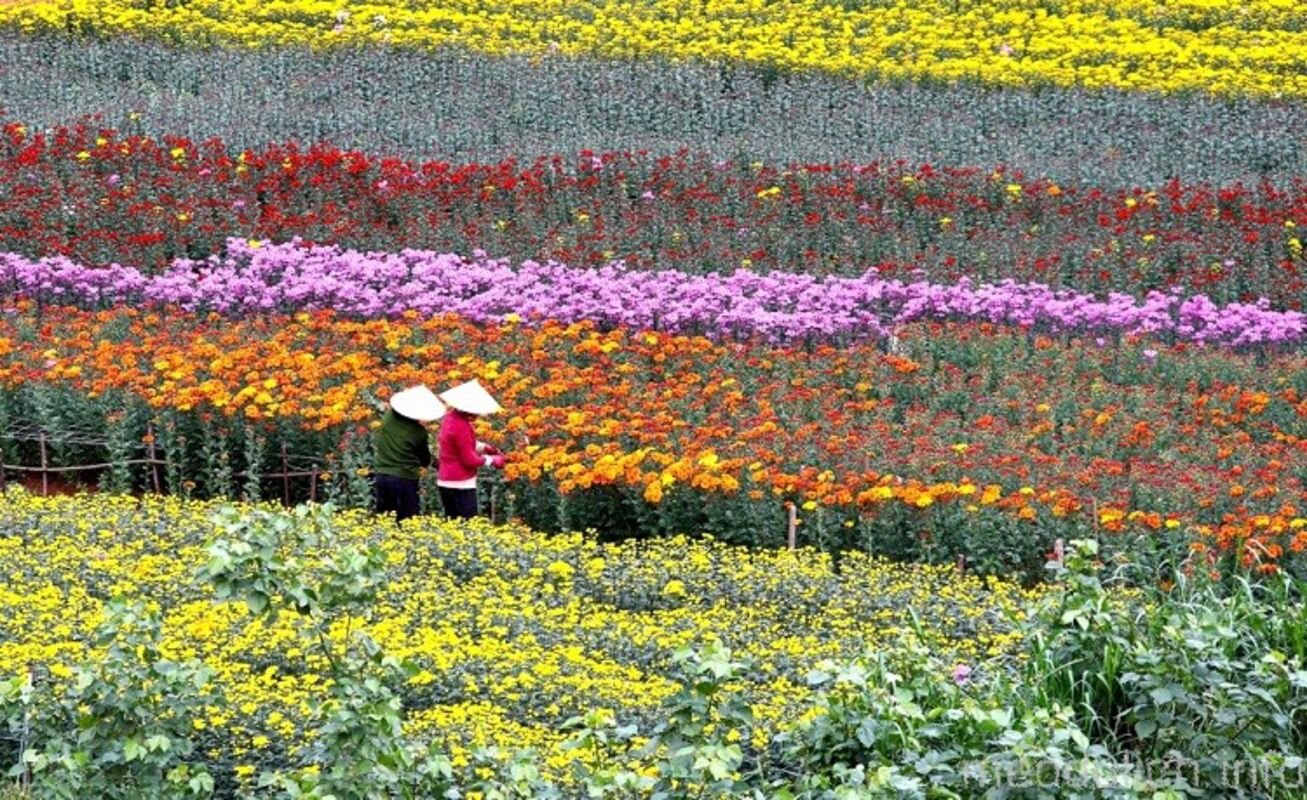 Flower Village of Lách Market - Capture the sustainable charm of Ben Tre’s ecotourism