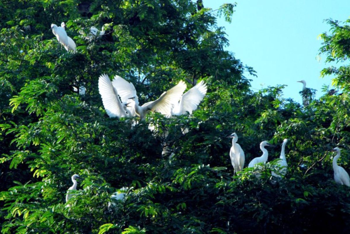 Begin your Ben Tre Tours with a scenic adventure