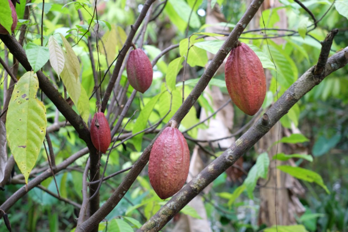 Take up Cacao Farming