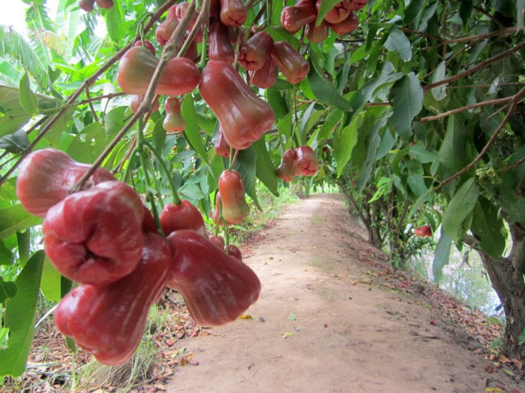 Dive into the serene charm of Vinh Long Travel