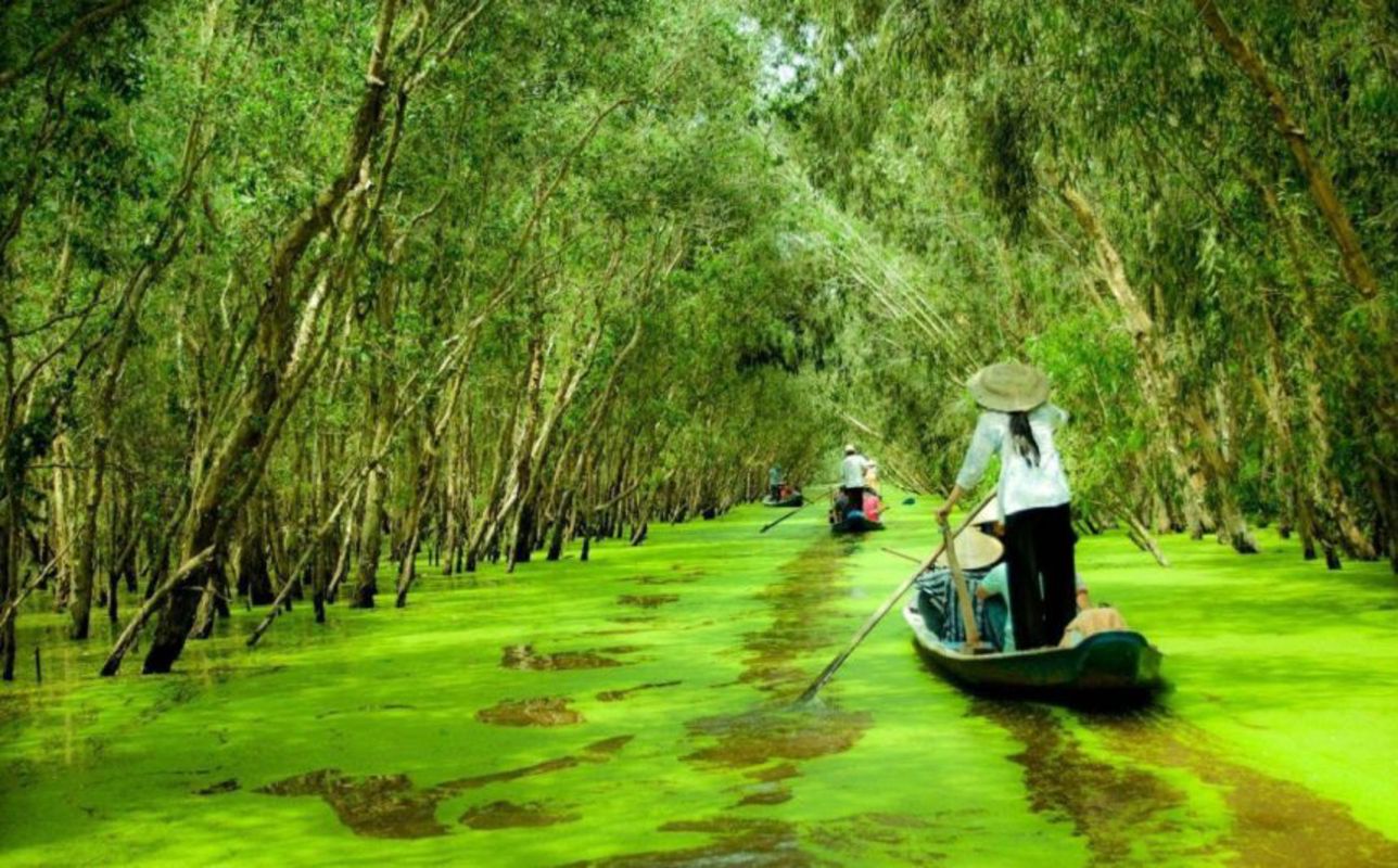 Vi Thuy Melaleuca Forest - "Rừng Tràm Vị Thủy"