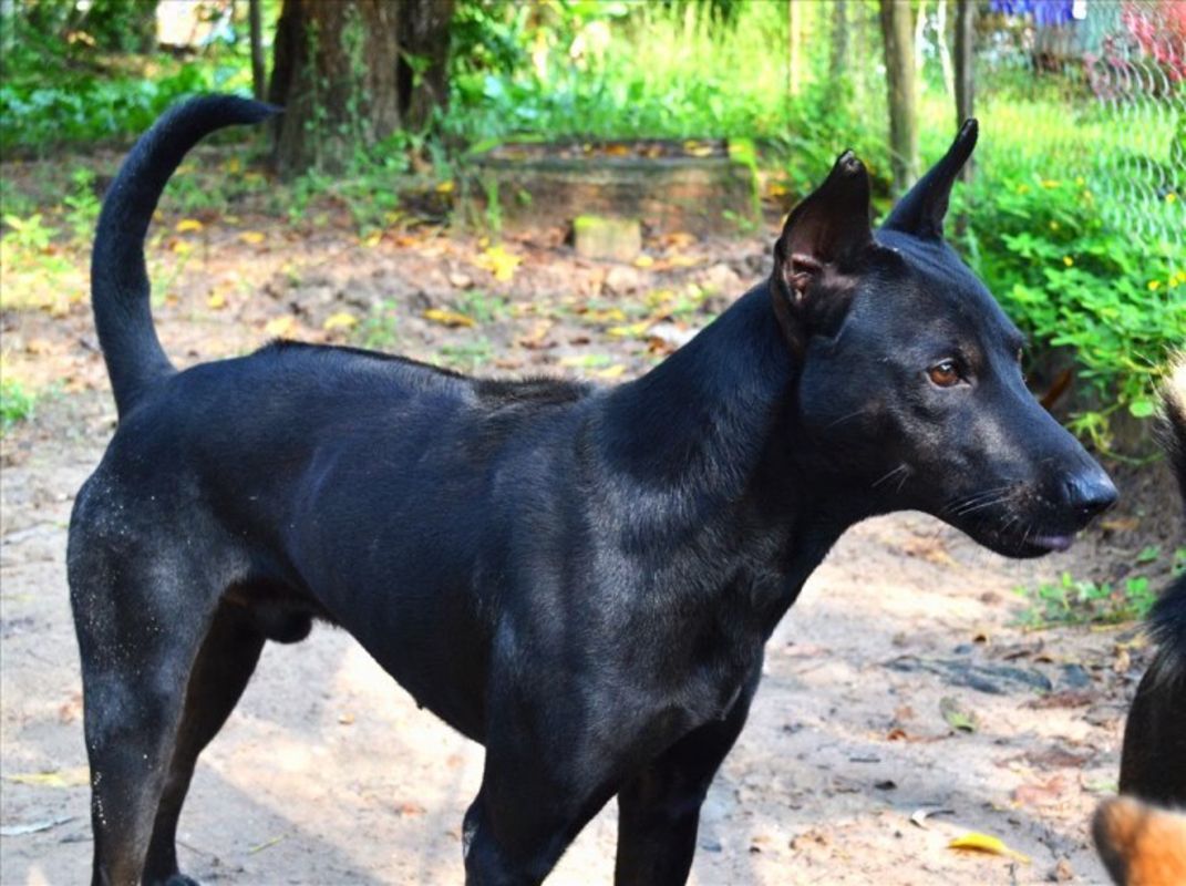 Capture the majestic spirit of Phu Quoc’s cultural gem