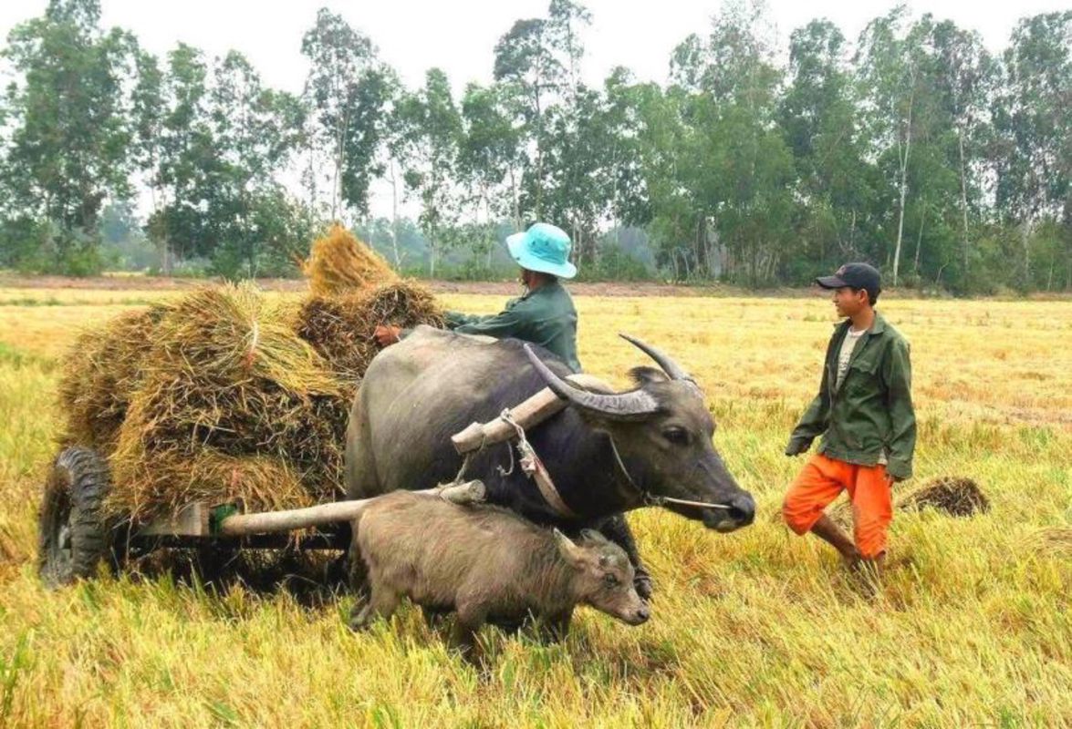 Capture the communal charm of Hau Giang’s authentic life