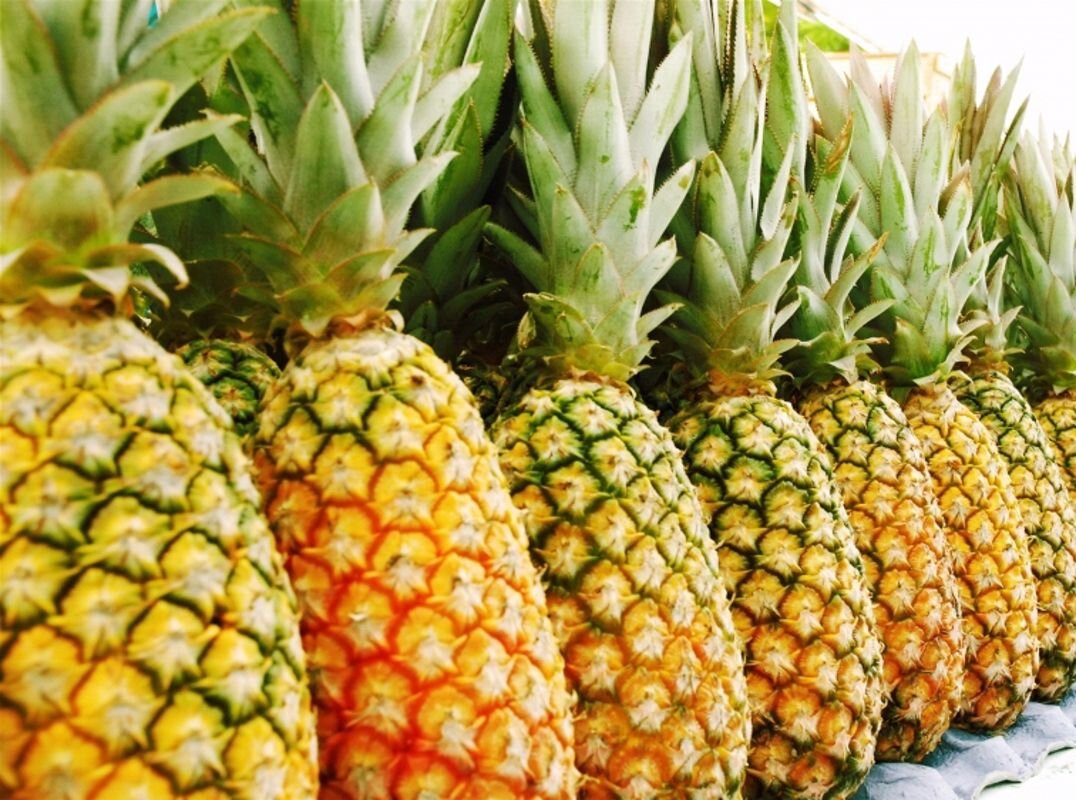Cau Duc Pineapples - "Dứa Cầu Đúc"