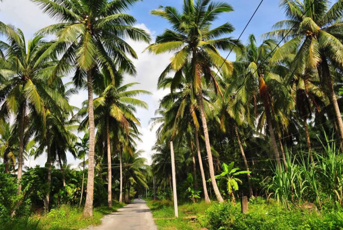 Seize the flavorful spirit of Ben Tre Travel