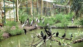 Capture the vibrant essence of Ca Mau’s natural gem