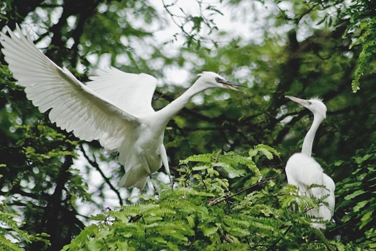 Capture the vibrant biodiversity of Ca Mau’s eco-tourism gem