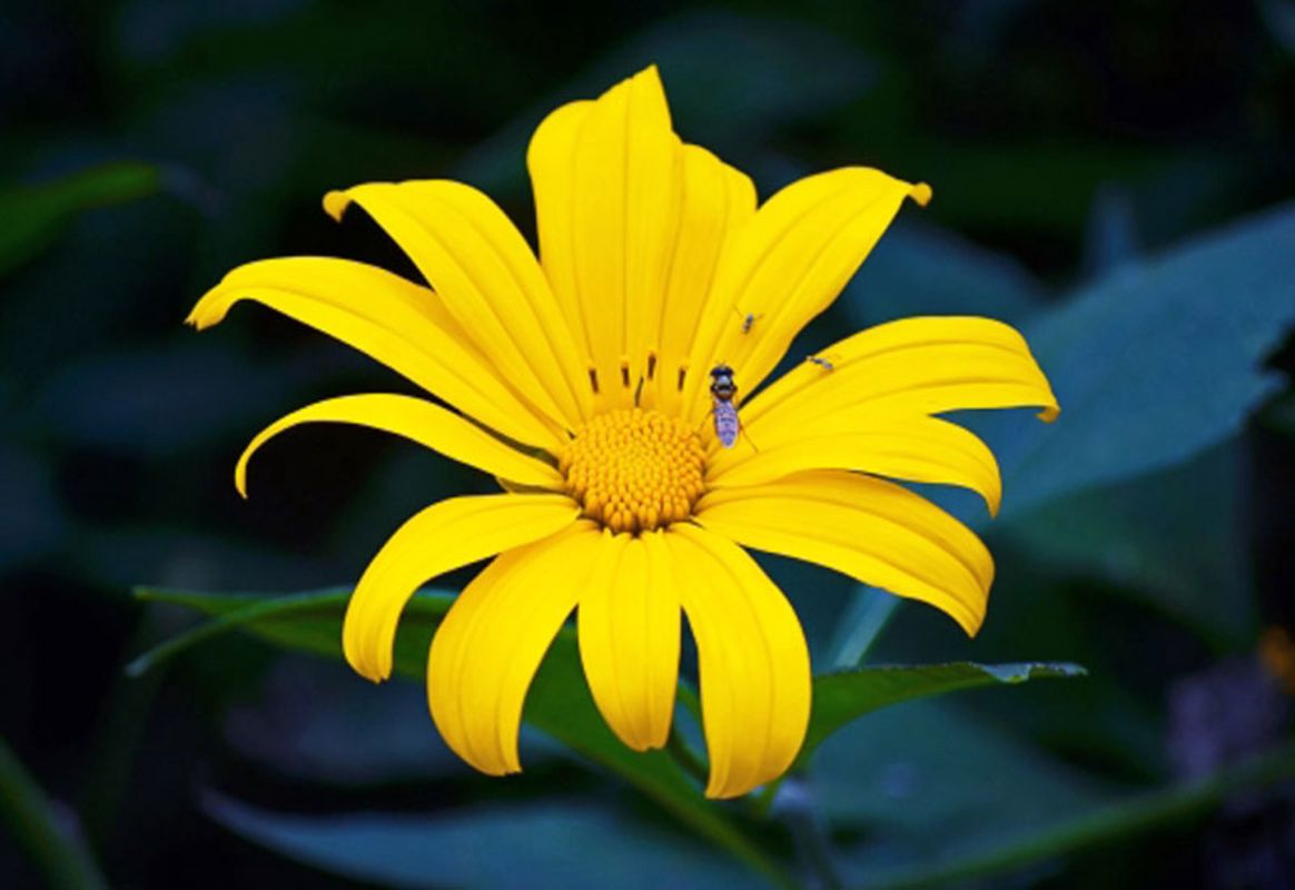Capture the floral splendor of Hanoi’s eco-paradise