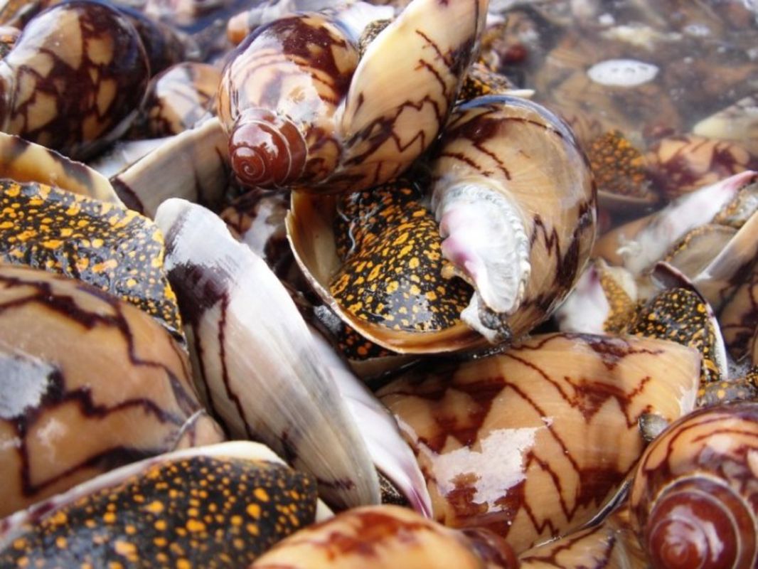 Photograph the authentic allure of Phu Quoc’s specialties