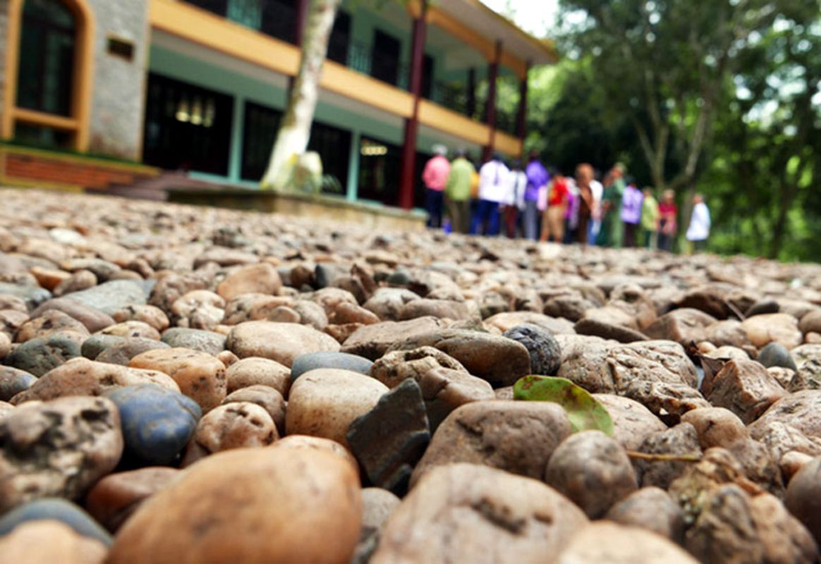 Learn K9 Đá Chông’s history with expert insights