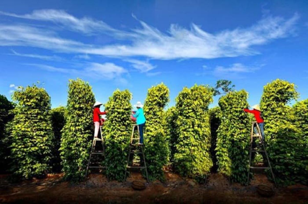 Pepper Garden - Start your Phu Quoc Travel with serene vistas